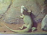 Agame Barbu (Pogona vitticeps) (Photo F. Mrugala) (1)